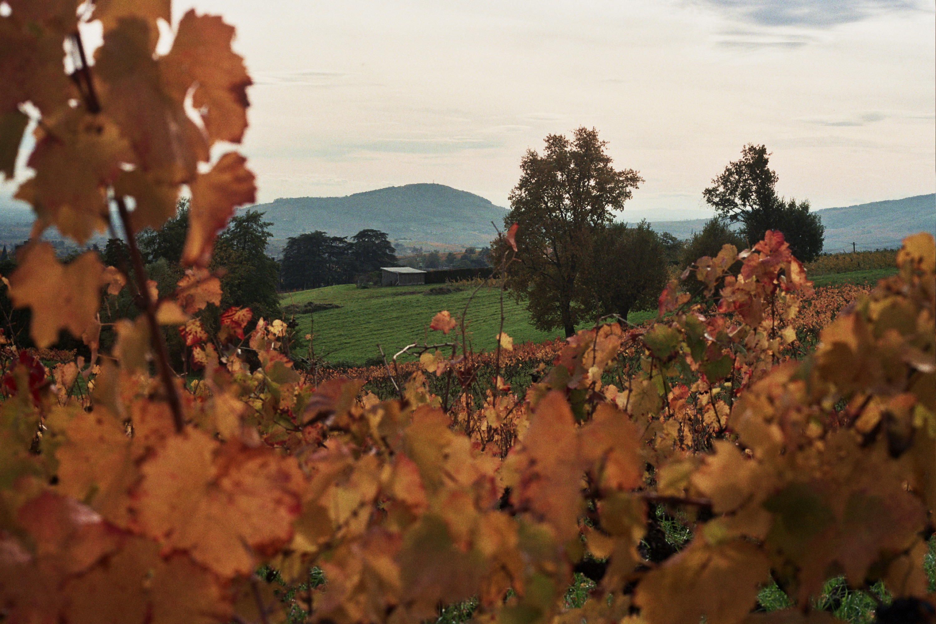 Mont Brouilly