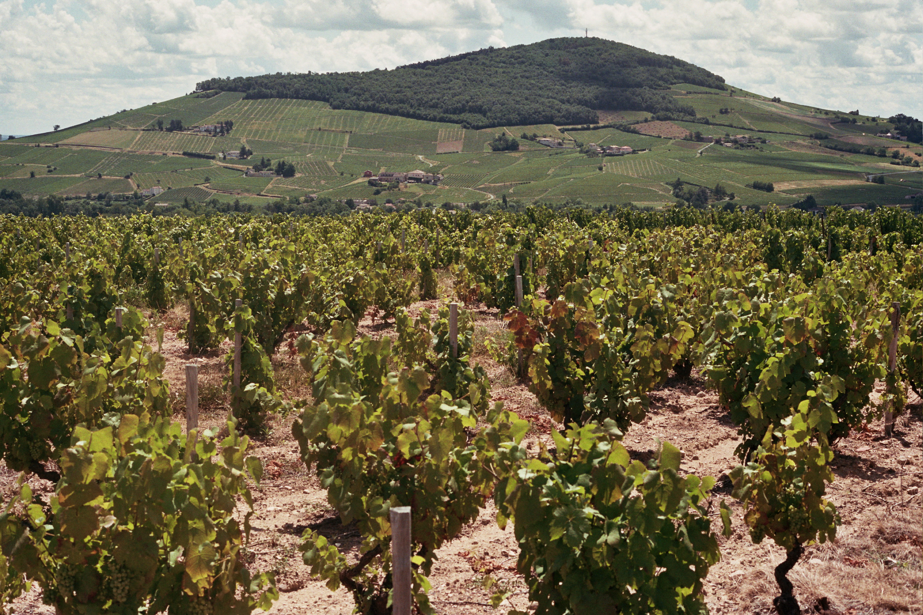 Mont Brouilly