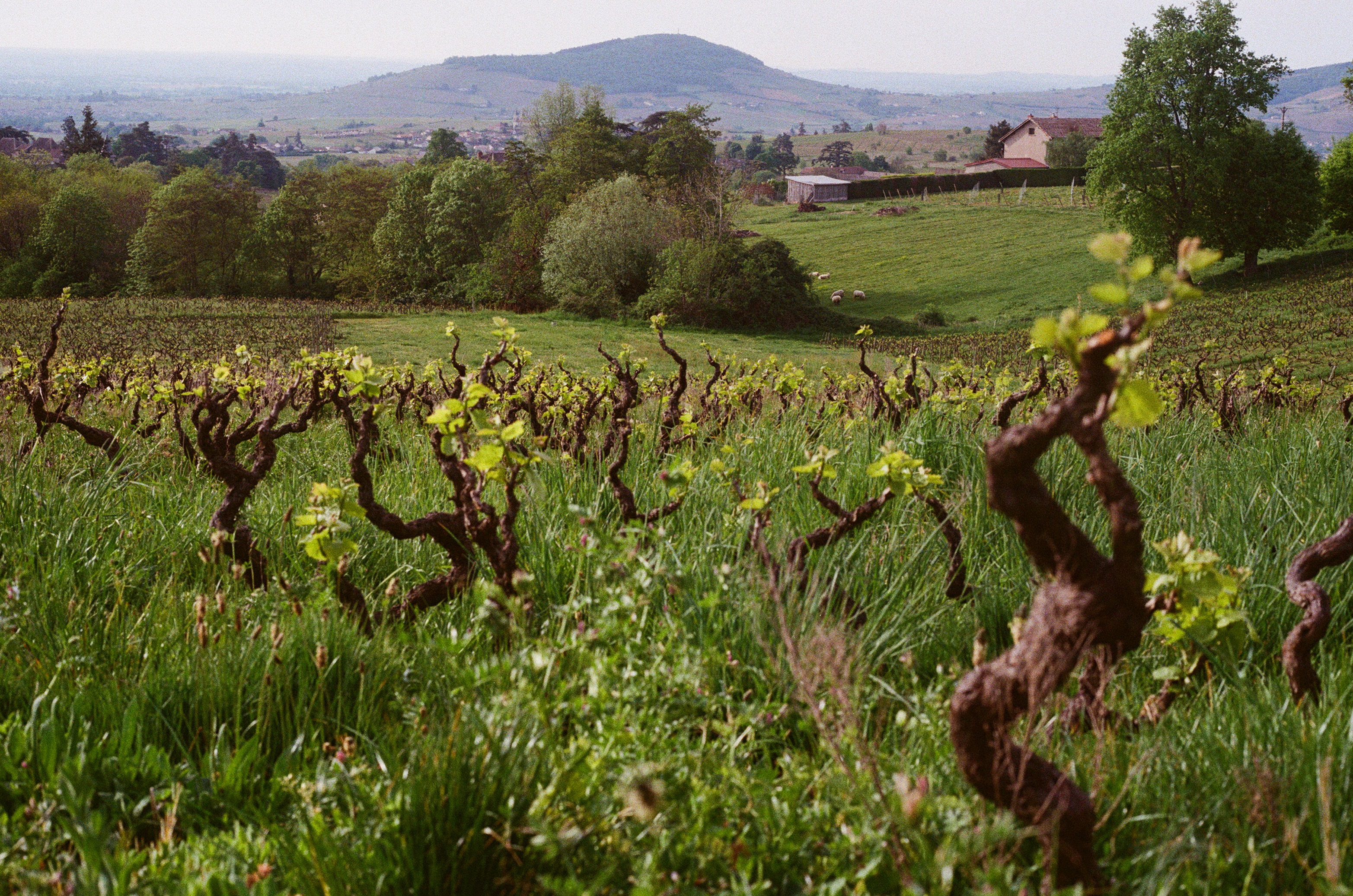 Mont Brouilly